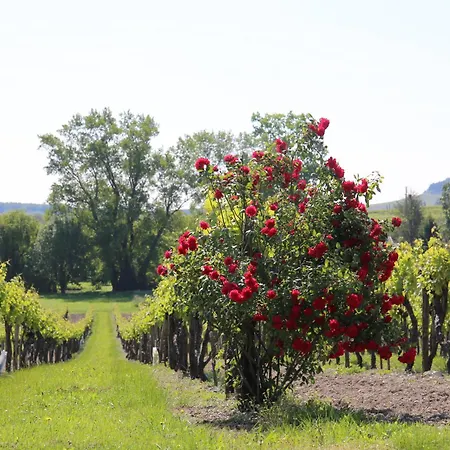 Le Maine Des Rois * Juillac-le-Coq